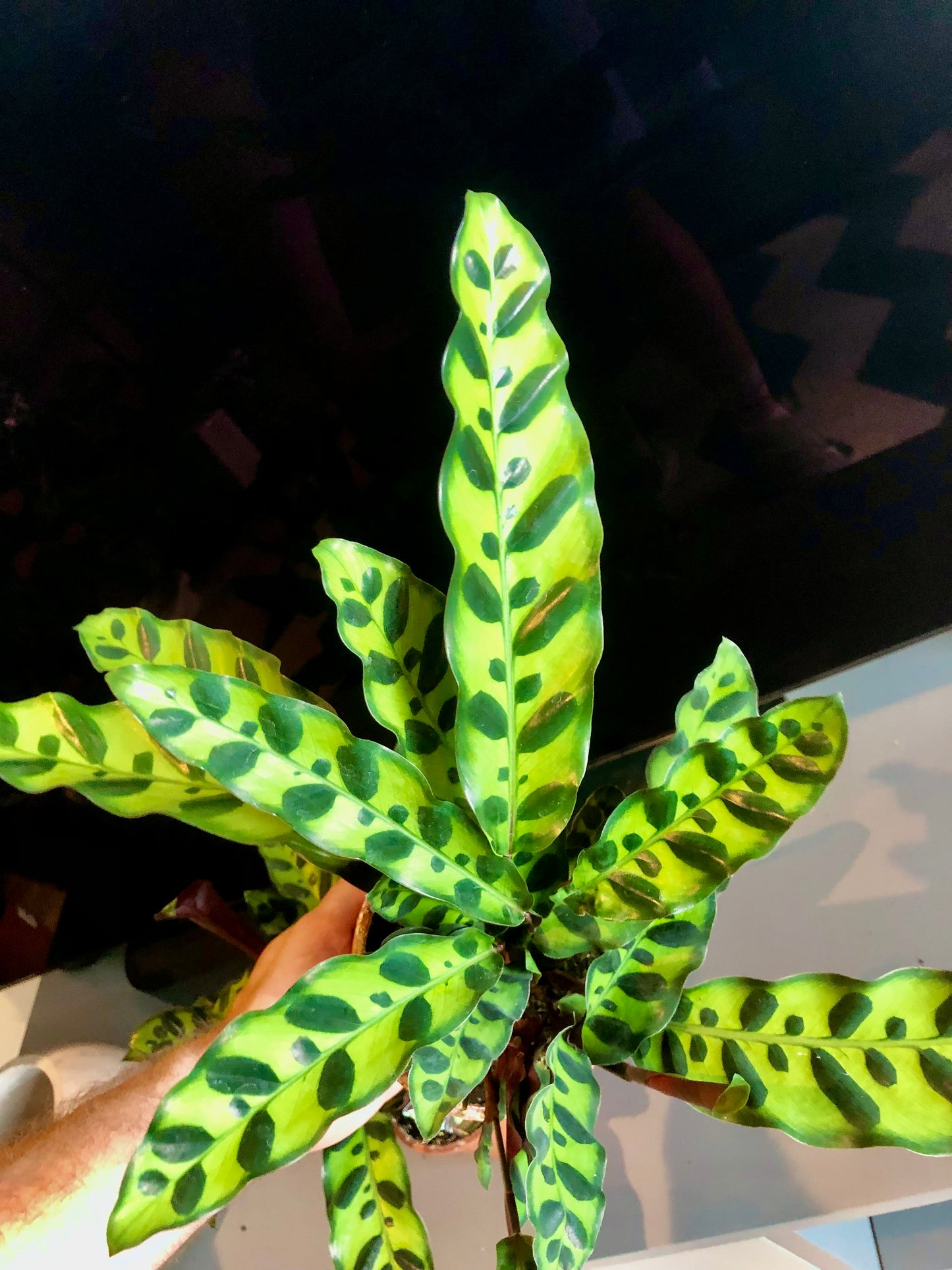 Rattlesnake Plant (Calathea lancifolia)