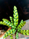 Rattlesnake Plant (Calathea lancifolia)