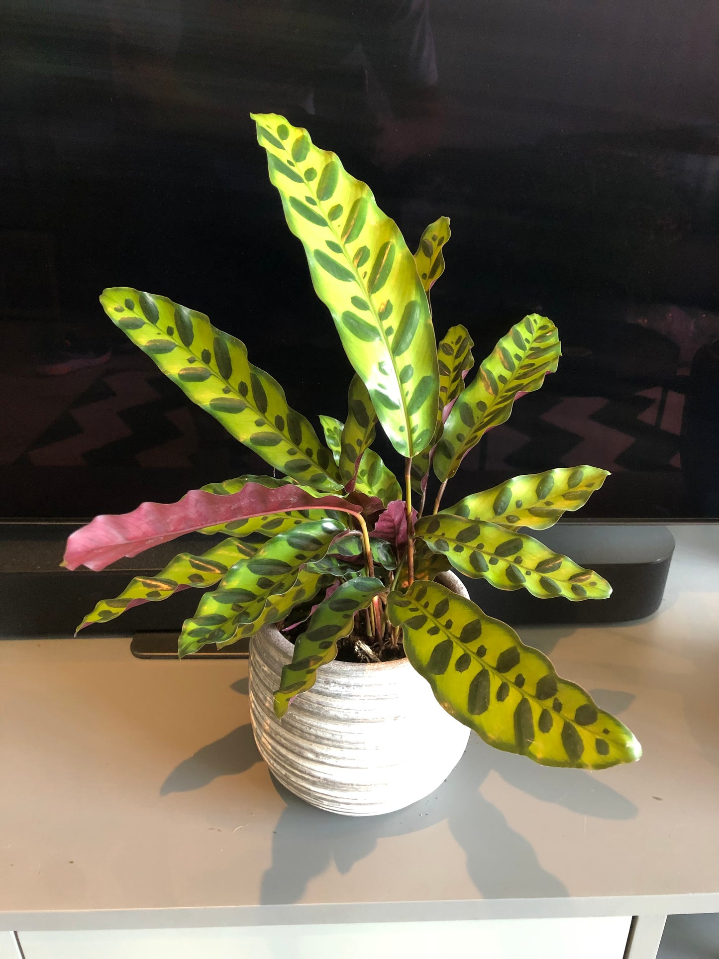 Rattlesnake Plant (Calathea lancifolia)