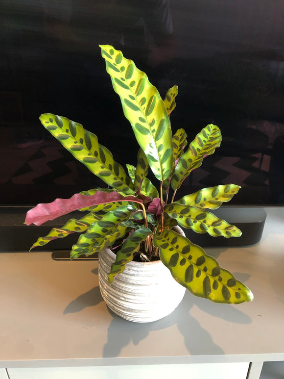 Rattlesnake Plant (Calathea lancifolia)