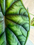 Dragon Scale Plant (Alocasia dragon scale)