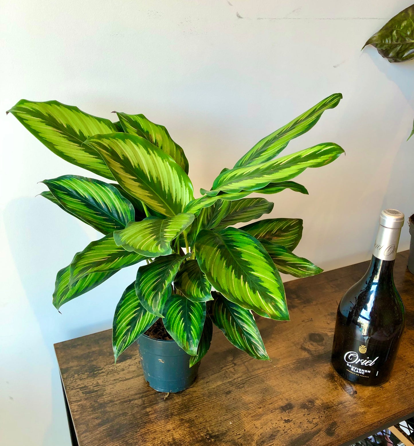 Pinstripe Plant (Calathea pinstripe)
