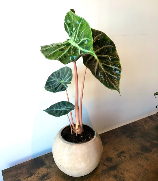 Pink Dragon Plant (Alocasia pink dragon)