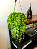 String of Nickels Hanging Plant (Dischidia nummularia)