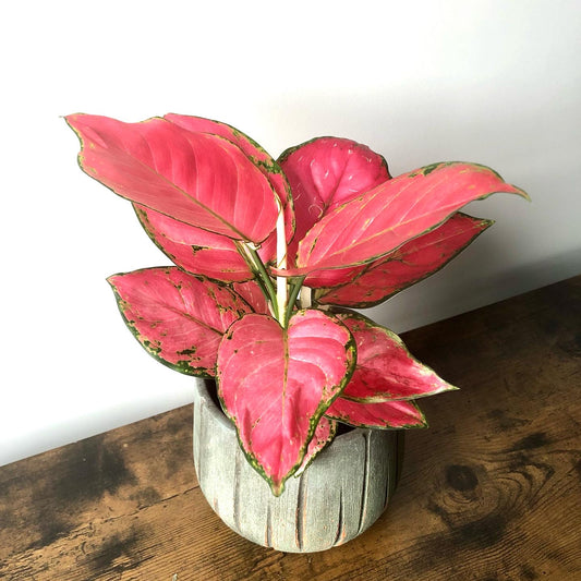 Pink Star Plant (Aglaonema pink star)