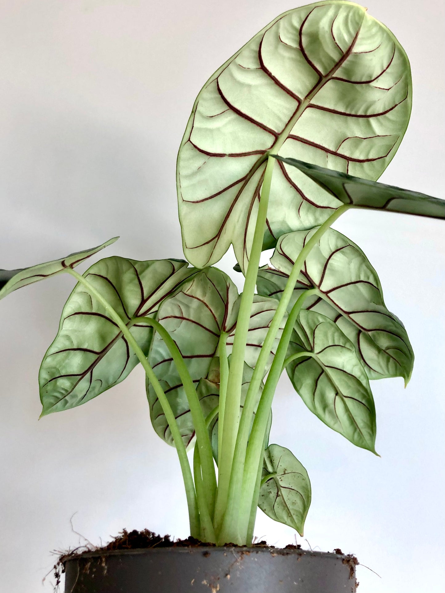 Silver Dragon Plant (Alocasia silver dragon)