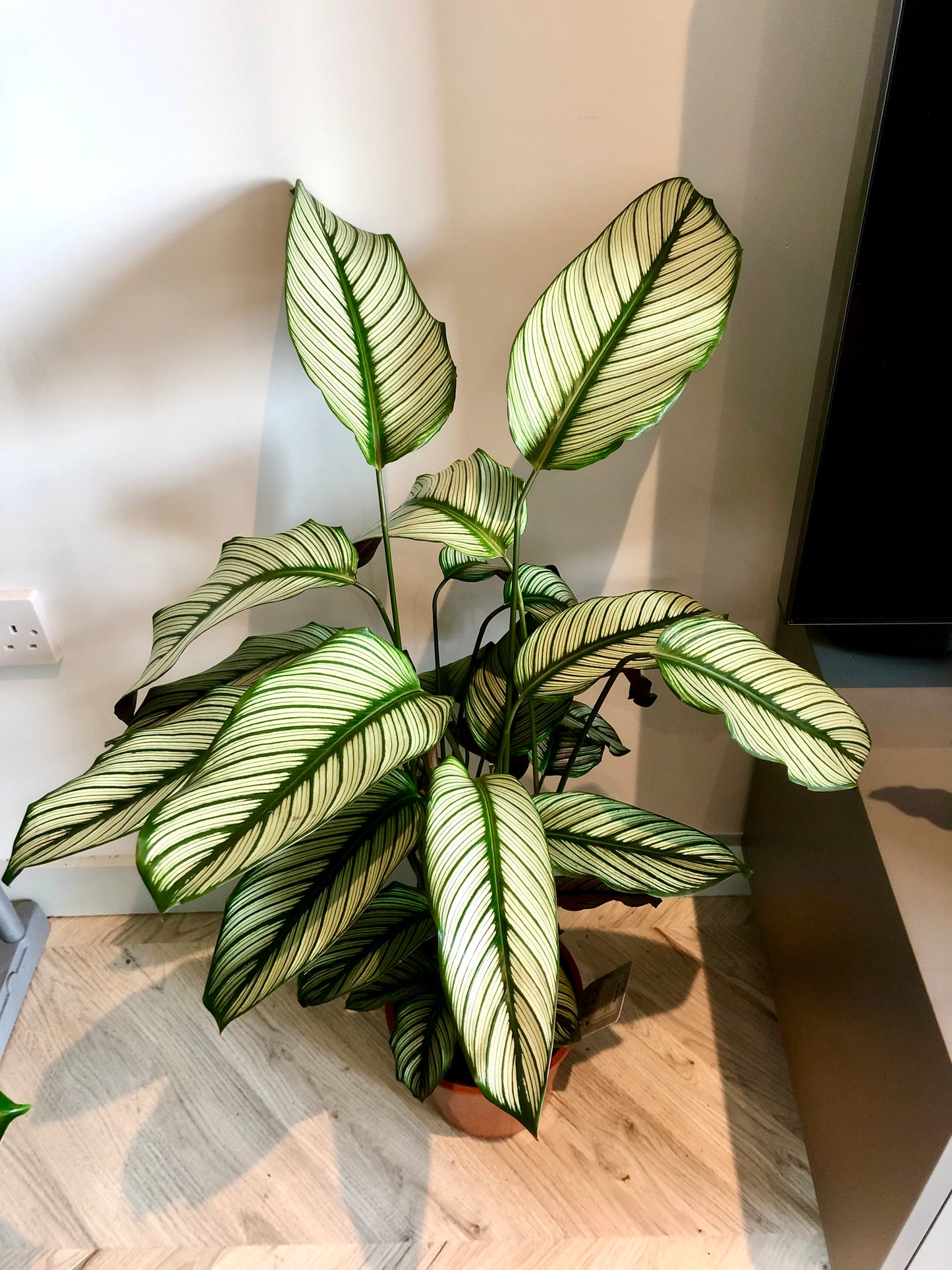 White Star Plant (Calathea white star)