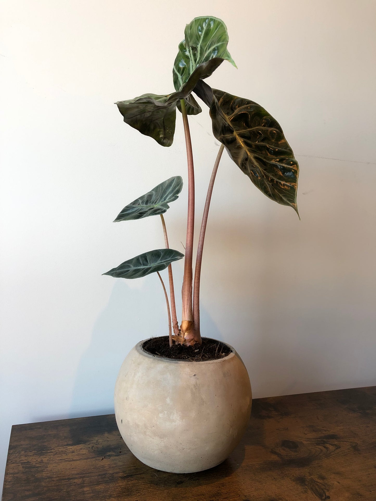 Pink Dragon Plant (Alocasia pink dragon)
