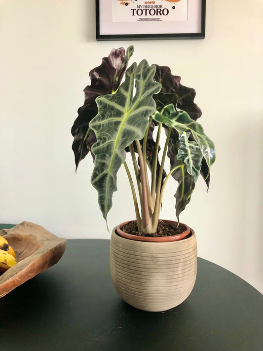 Elephant Ear Plant (Alocasia amazonica x polly)