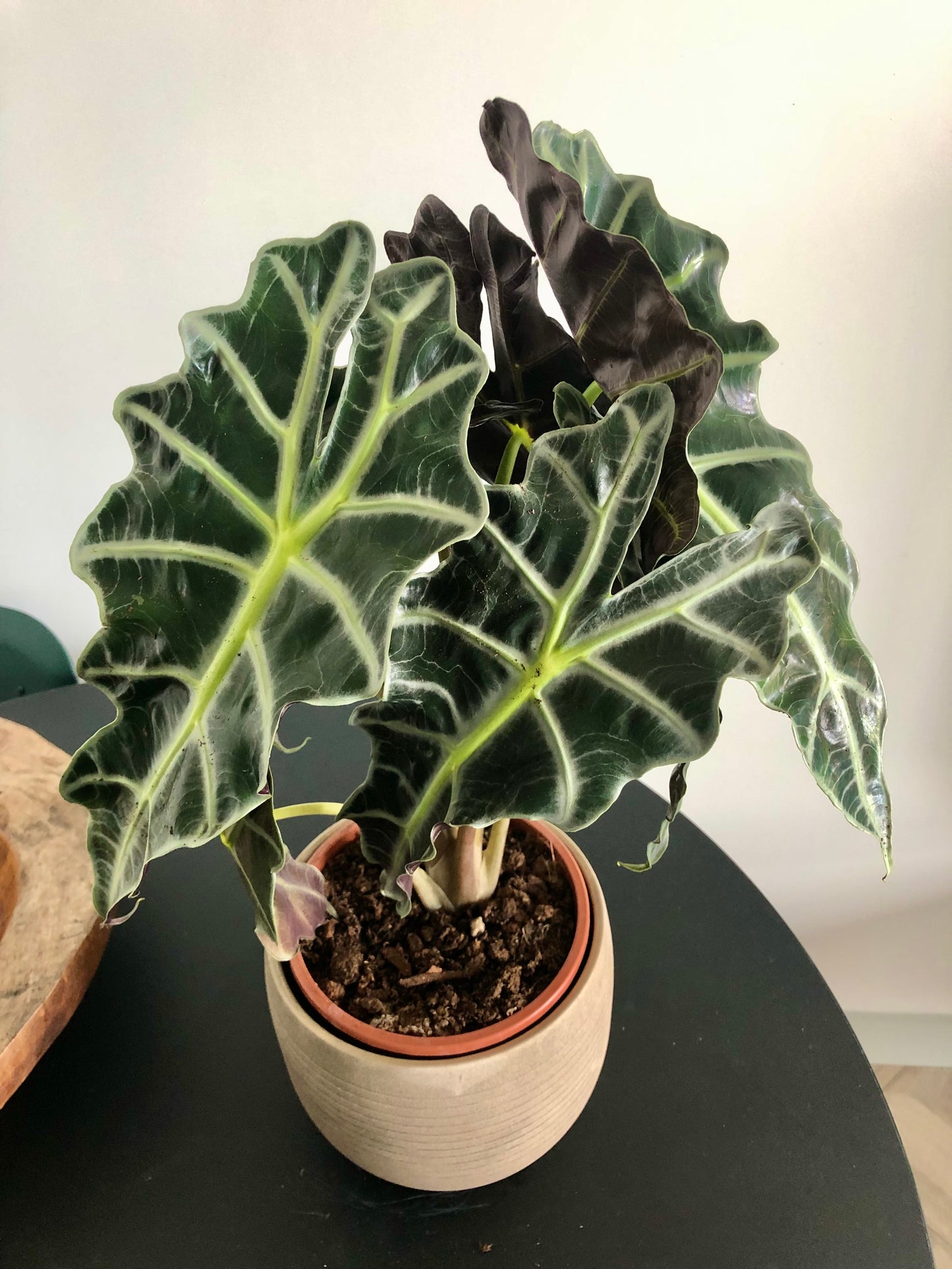 Elephant Ear Plant (Alocasia amazonica x polly)