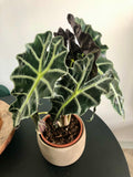 Elephant Ear Plant (Alocasia amazonica x polly)