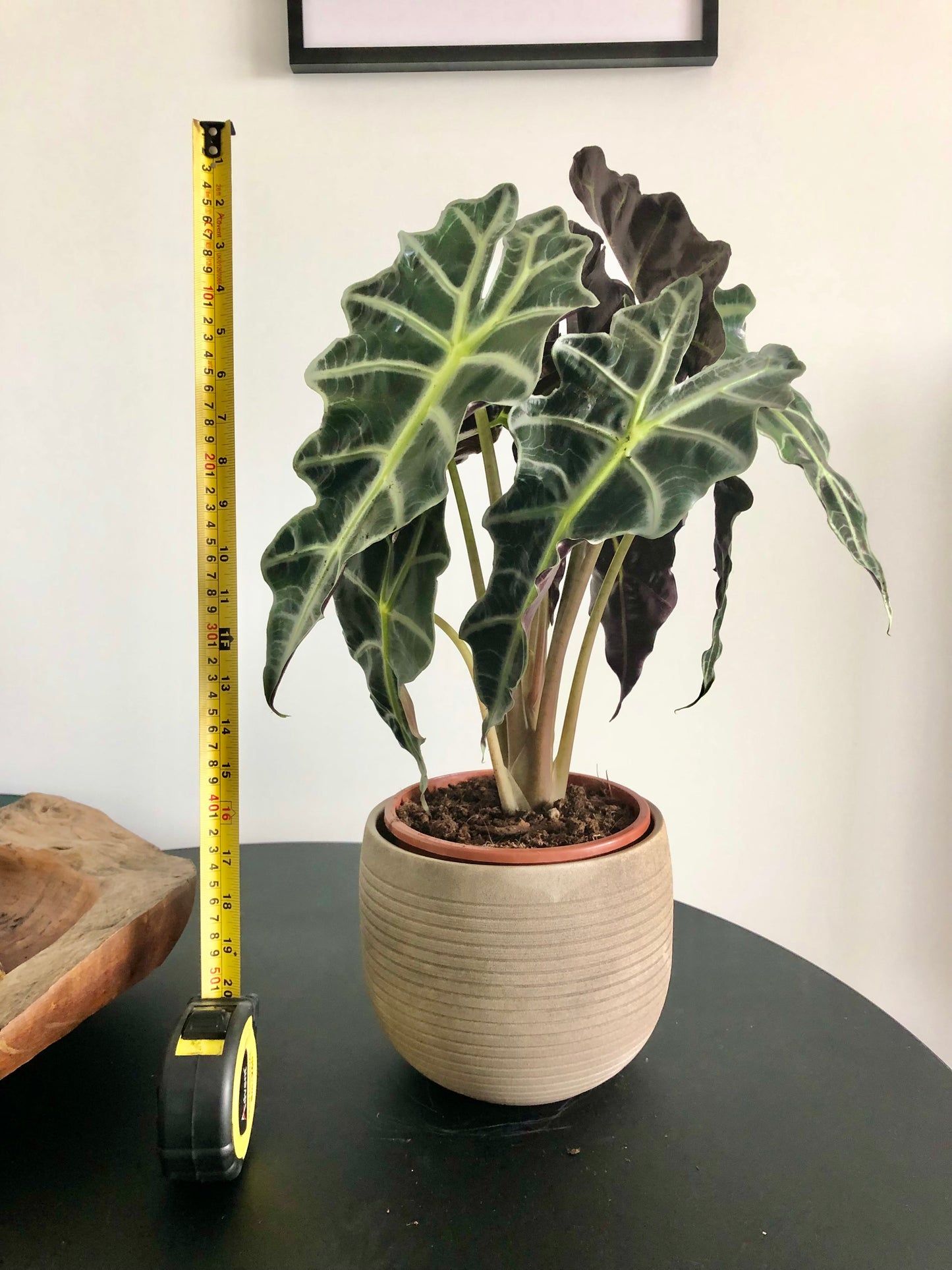 Elephant Ear Plant (Alocasia amazonica x polly)