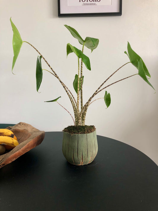 Zebra Plant (Alocasia zebrina)