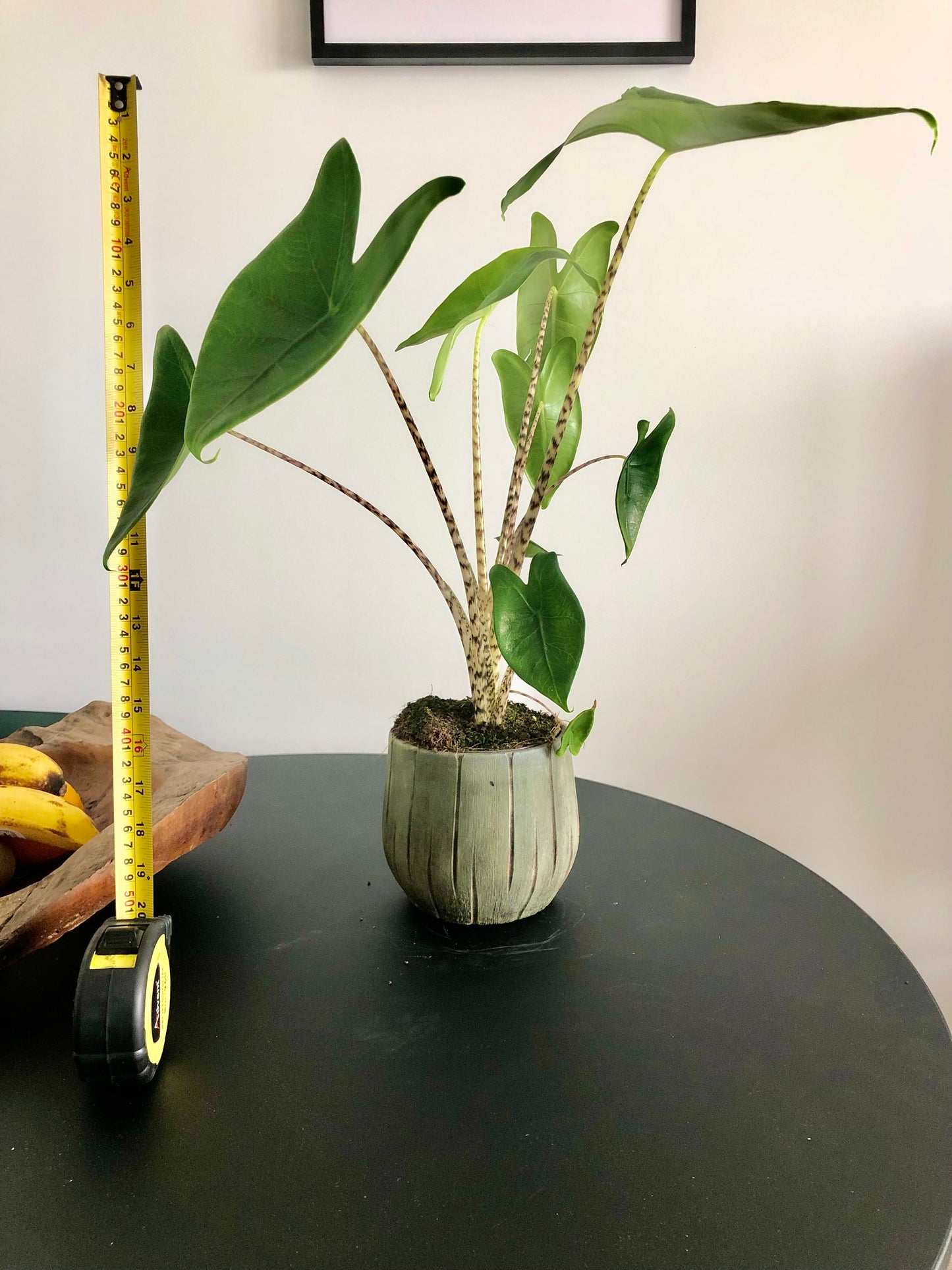 Zebra Plant (Alocasia zebrina)