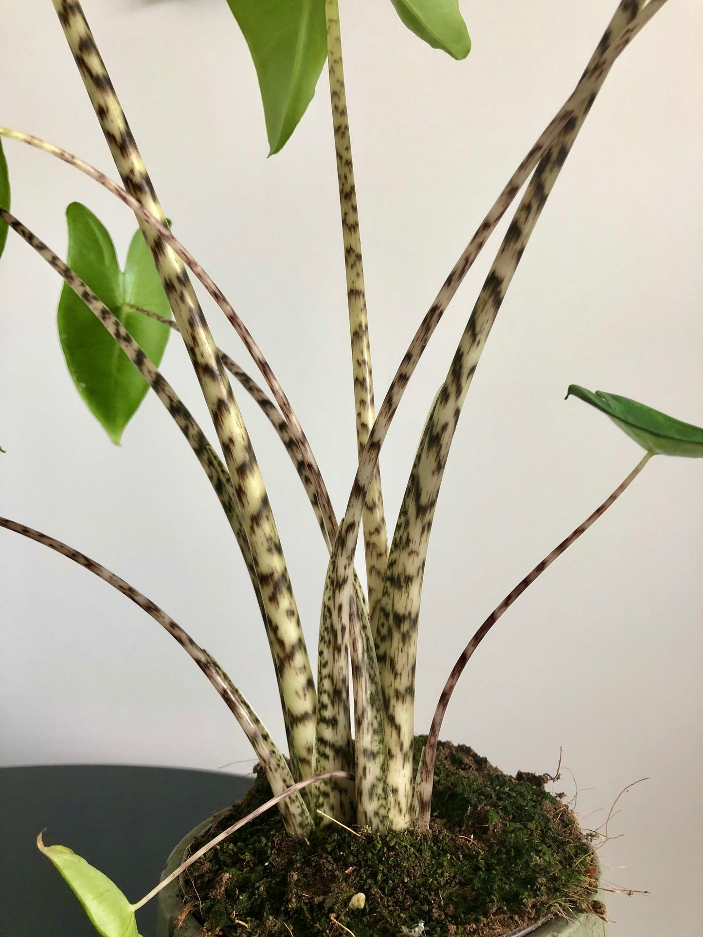 Zebra Plant (Alocasia zebrina)