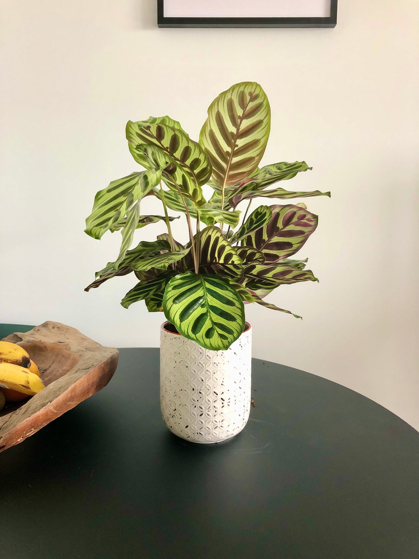 Peacock Plant (Calathea makoyana)