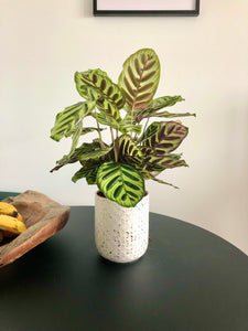 Peacock Plant (Calathea makoyana)
