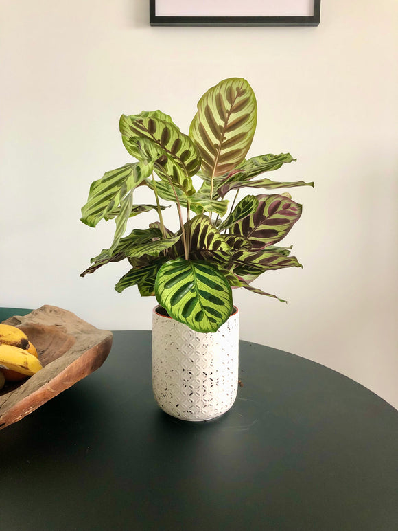 Peacock Plant (Calathea makoyana)