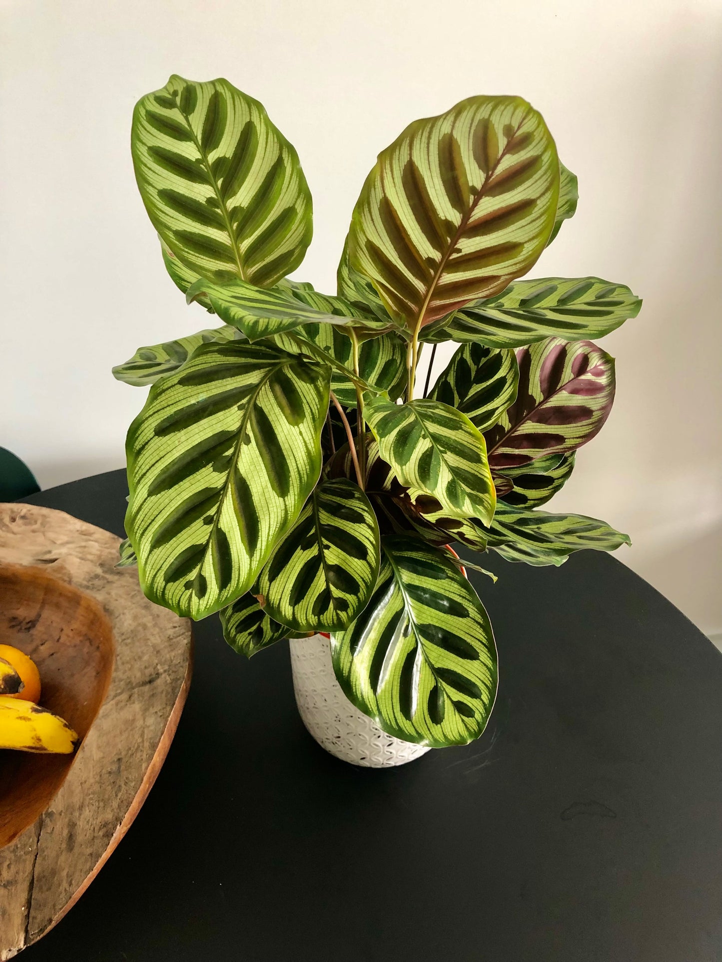 Peacock Plant (Calathea makoyana)