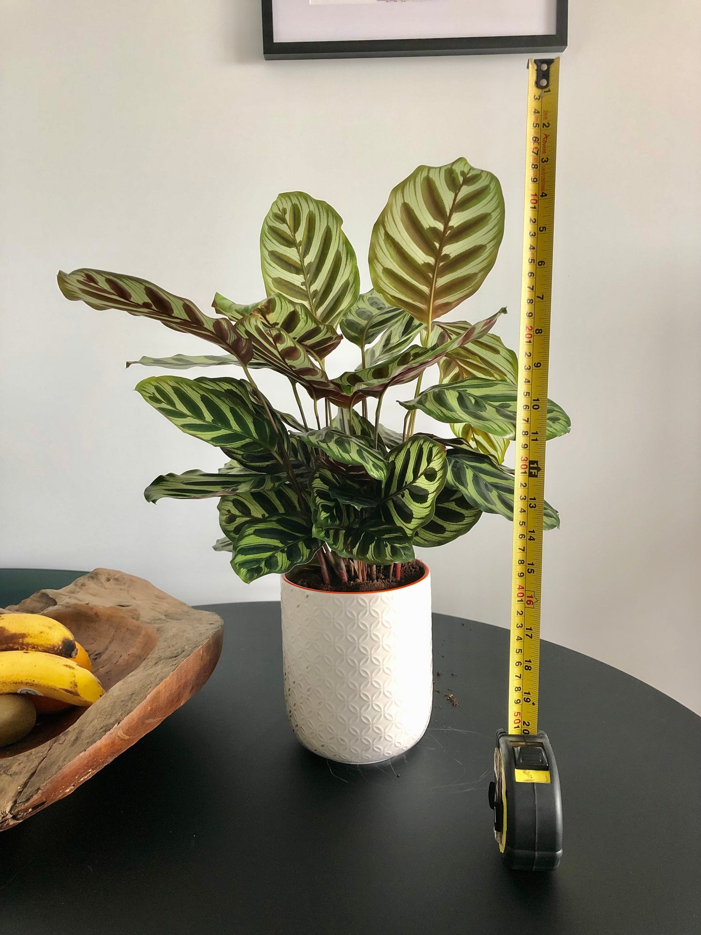 Peacock Plant (Calathea makoyana)