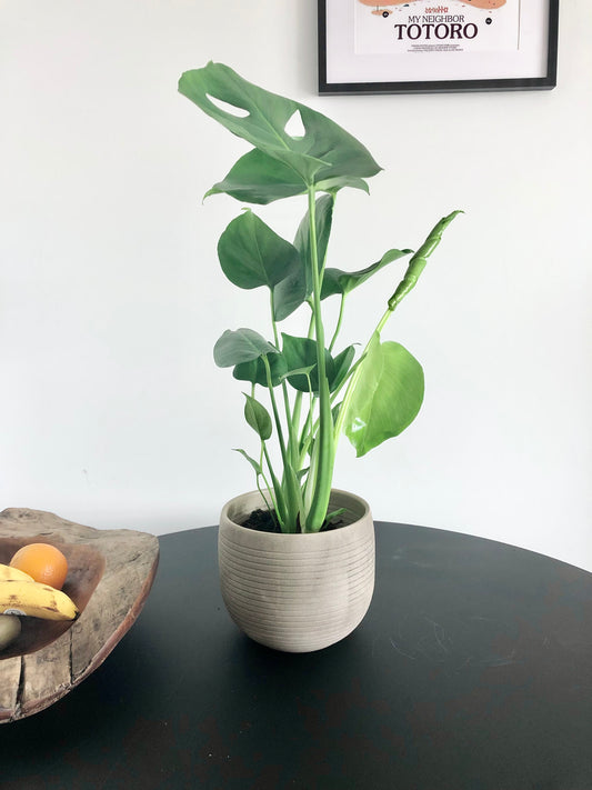 Swiss Cheese Plant (Monstera deliciosa)