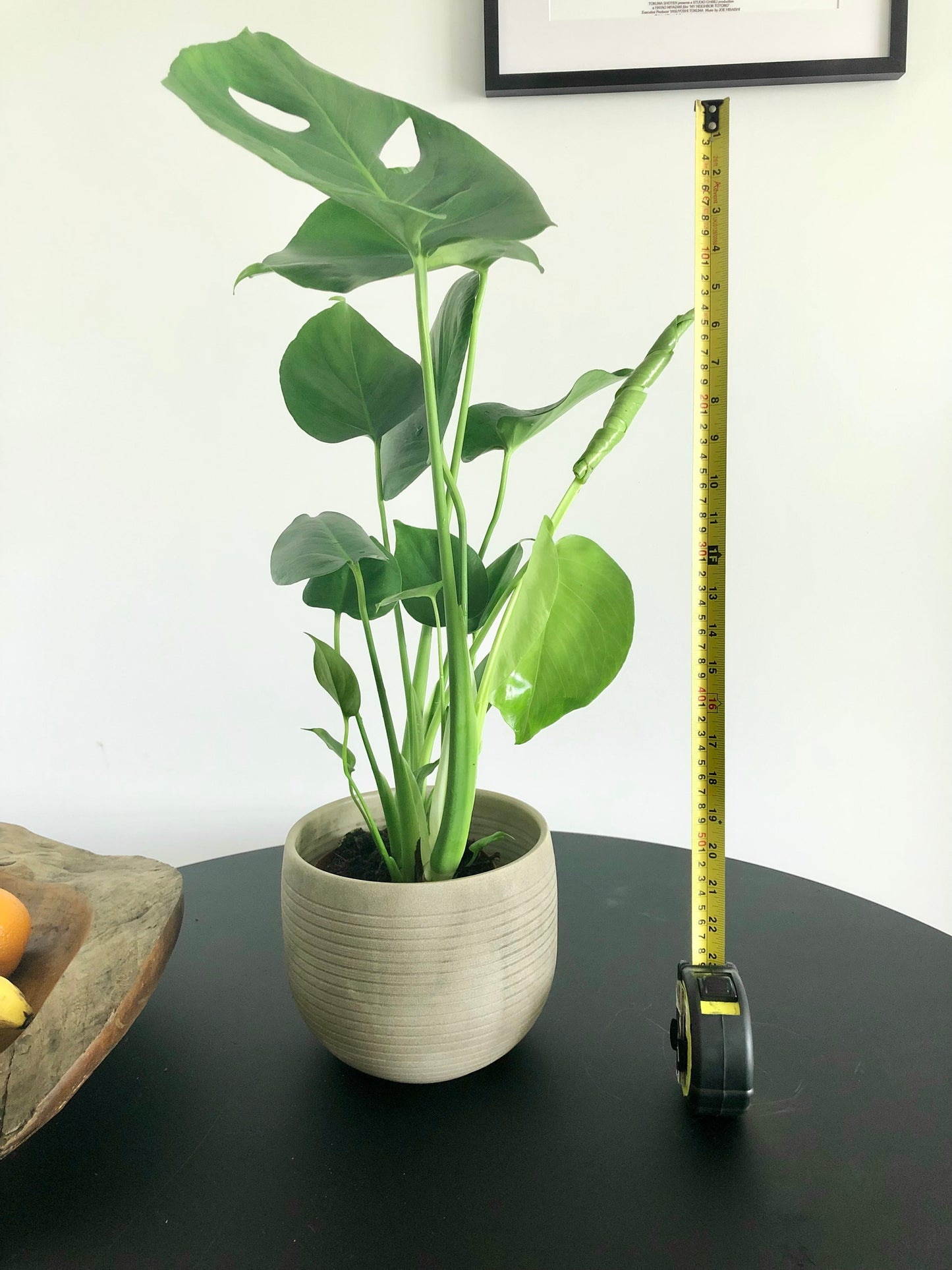 Swiss Cheese Plant (Monstera deliciosa)