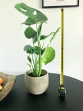Swiss Cheese Plant (Monstera deliciosa)