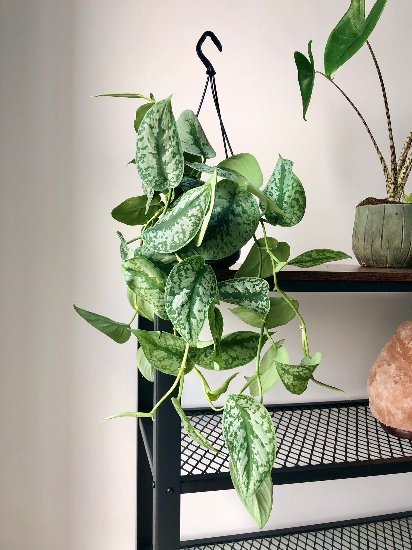 Satin Pothos Plant (Scindapsus pictus trebie)