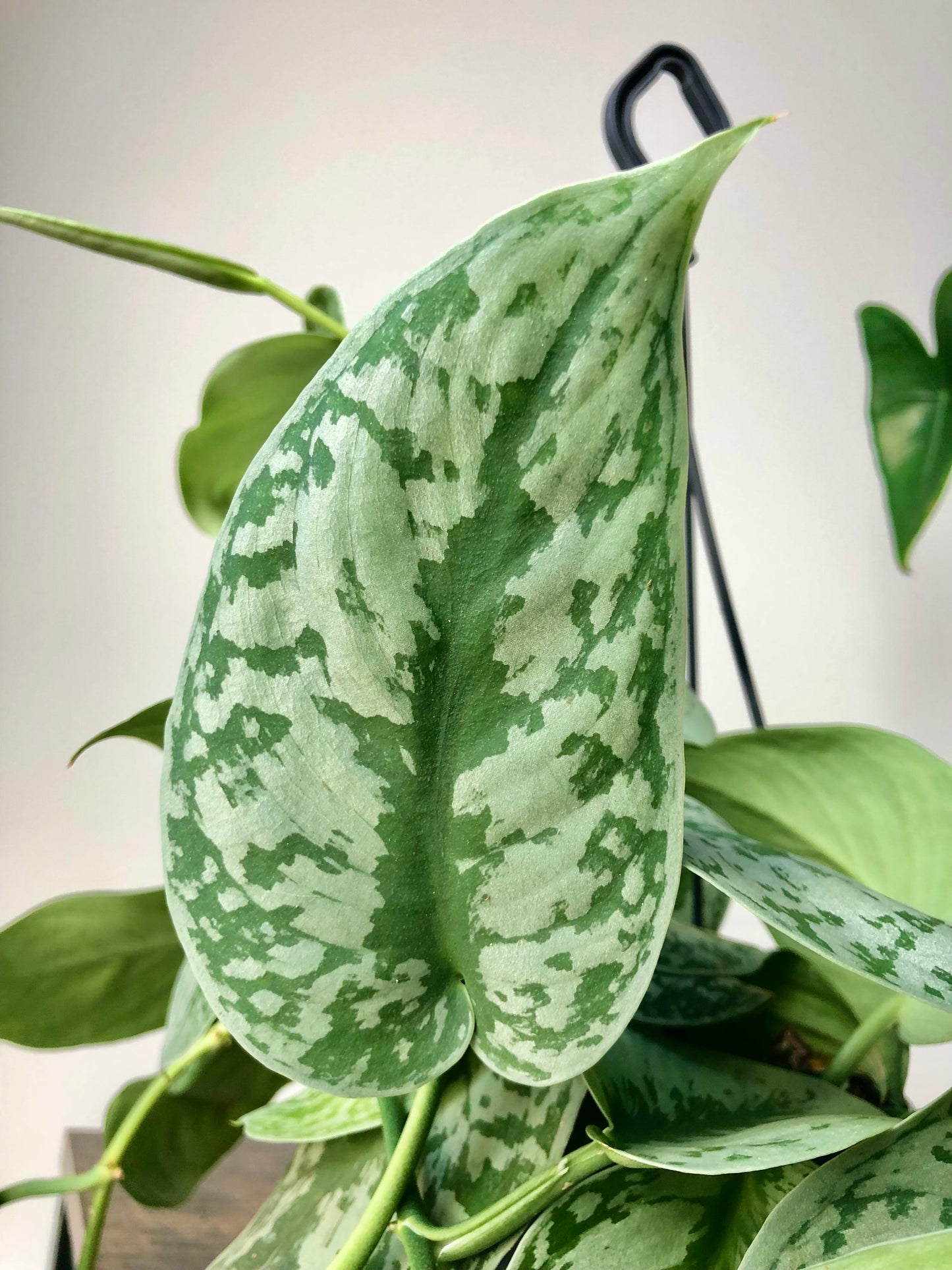 Satin Pothos Plant (Scindapsus pictus trebie)