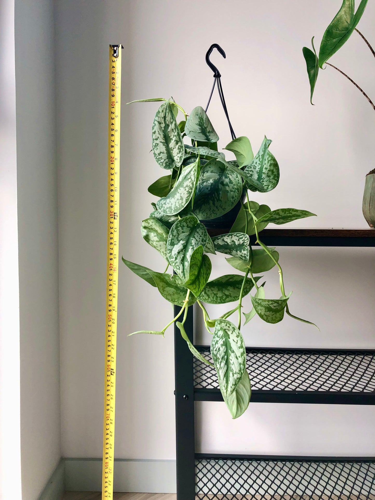 Satin Pothos Plant (Scindapsus pictus trebie)