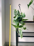 Satin Pothos Plant (Scindapsus pictus trebie)
