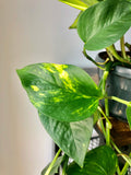 Devils Ivy Plant (Epipremnum Aureum)
