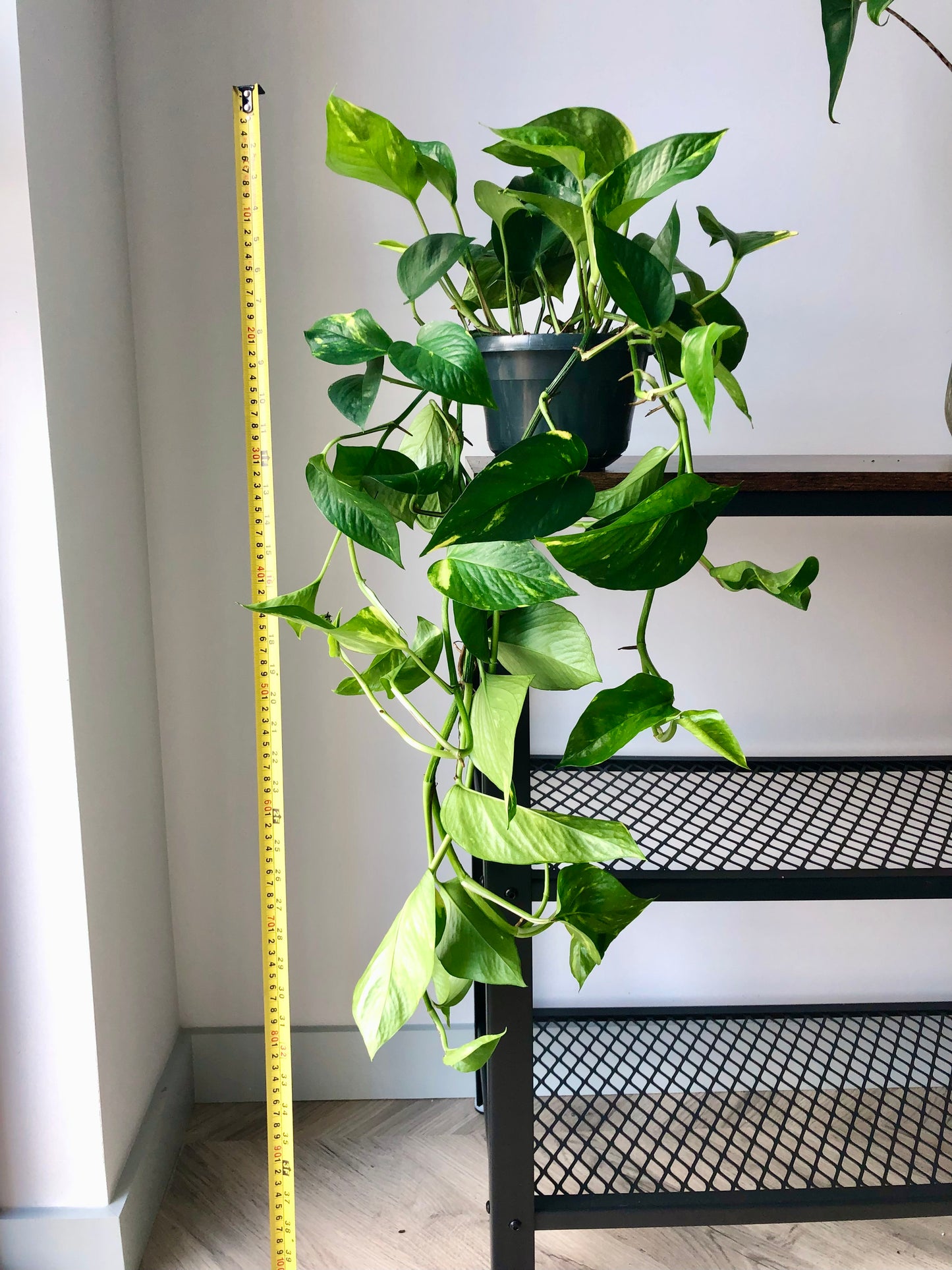 Devils Ivy Plant (Epipremnum Aureum)