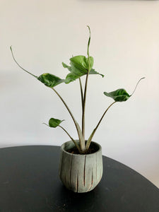 Stingray Plant (Alocasia stingray)
