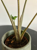 Stingray Plant (Alocasia stingray)