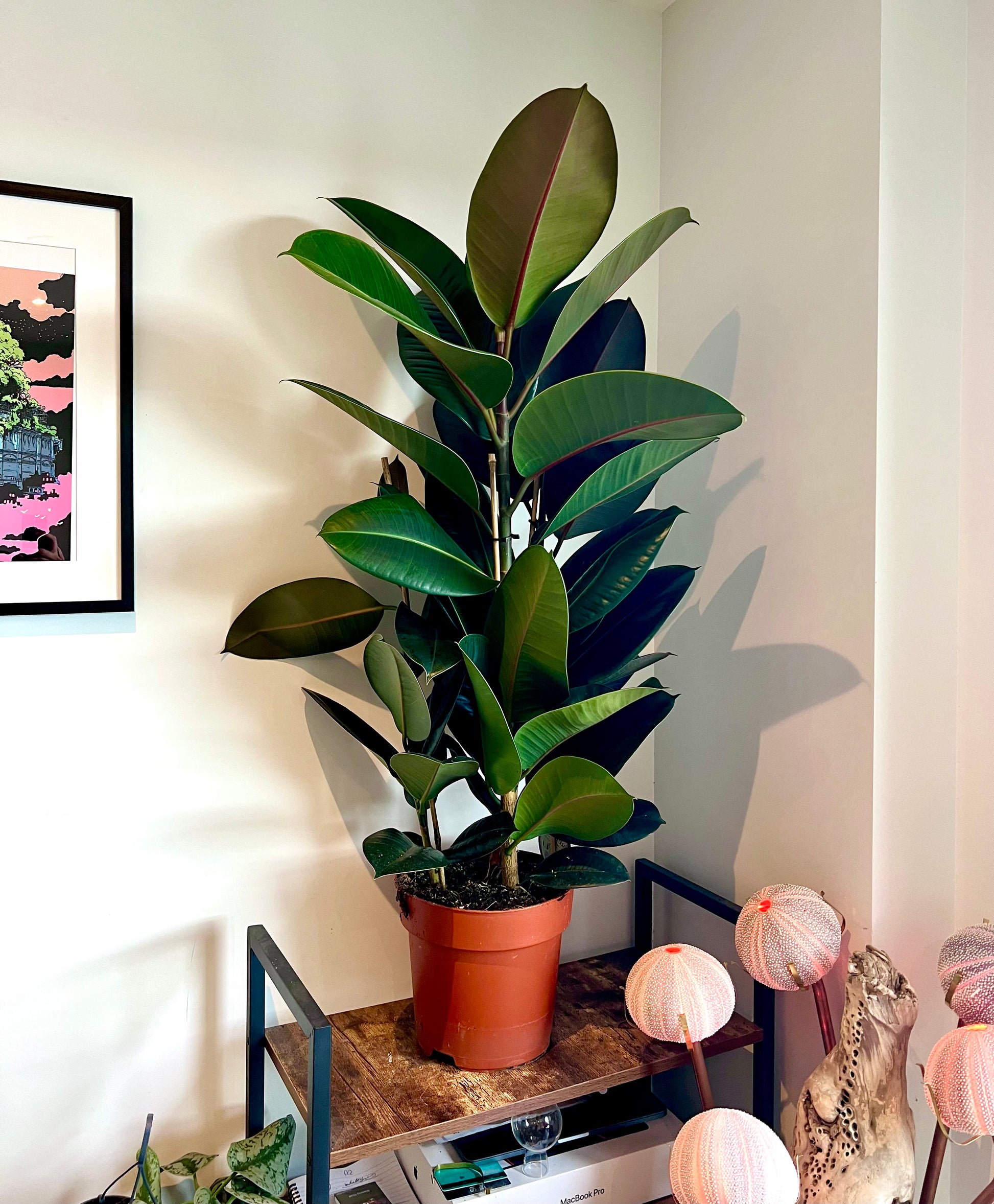110cm Triple Stemmed Ficus Elastica (Rubber Tree)