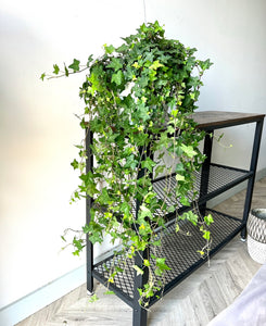 100cm Trailing Ivy