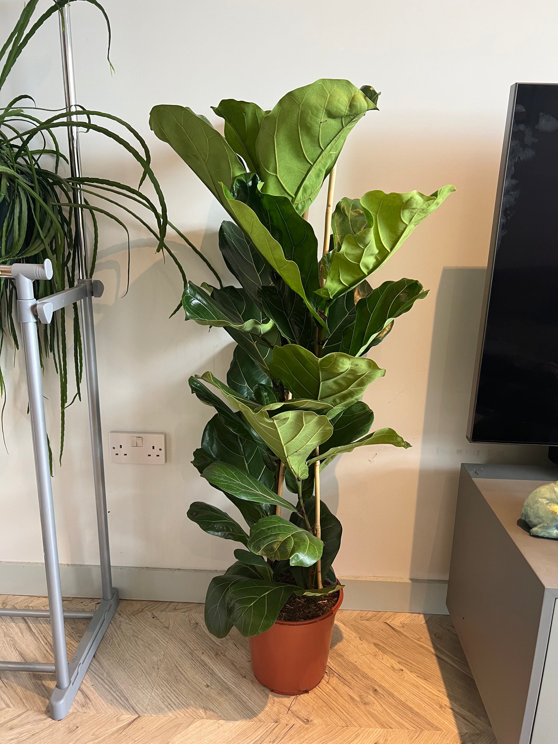 double fiddle leaf fig 140cm Ficus Lyrata Double Stemmed (Fiddle Leaf Fig Tree) – Bristol Plant Man