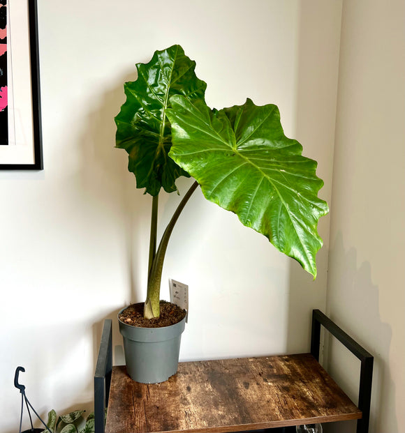 95cm Alocasia Portodora