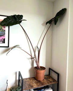 120cm Alocasia Yucatan Princess