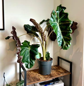 90cm Alocasia Sanderiana