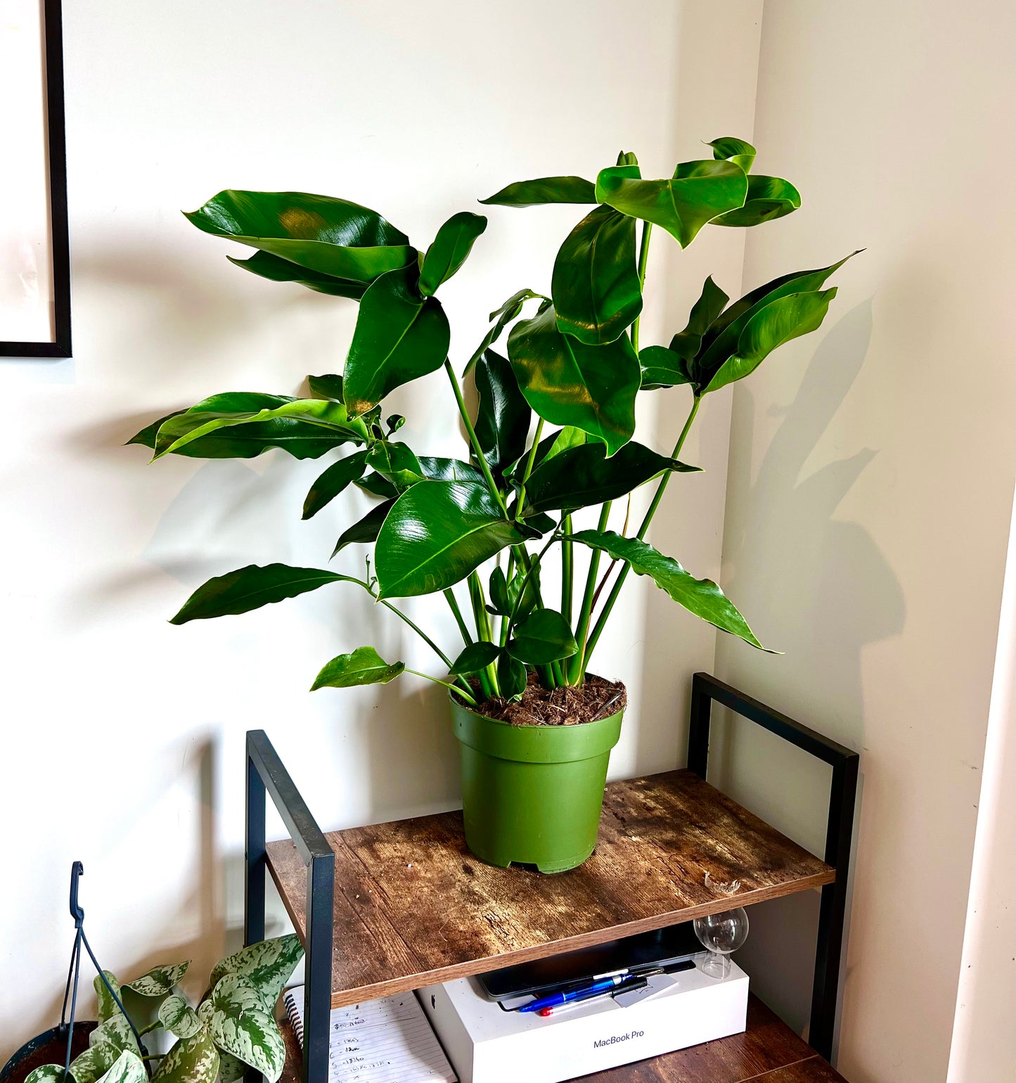 90cm Philodendron Green Wonder