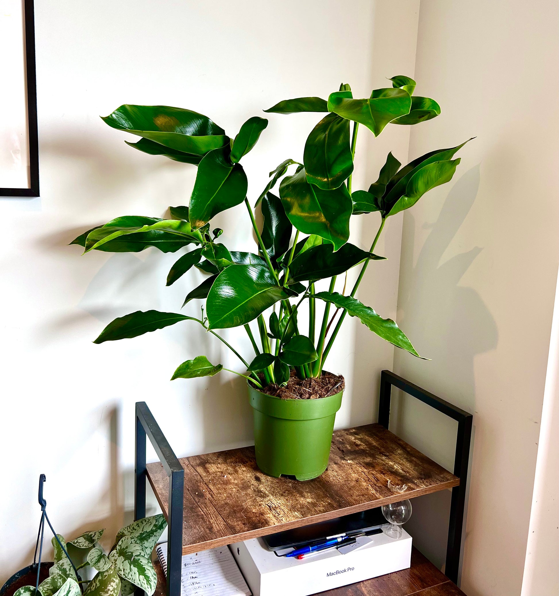 green wonder philodendron 90cm Philodendron Green Wonder – Bristol Plant Man