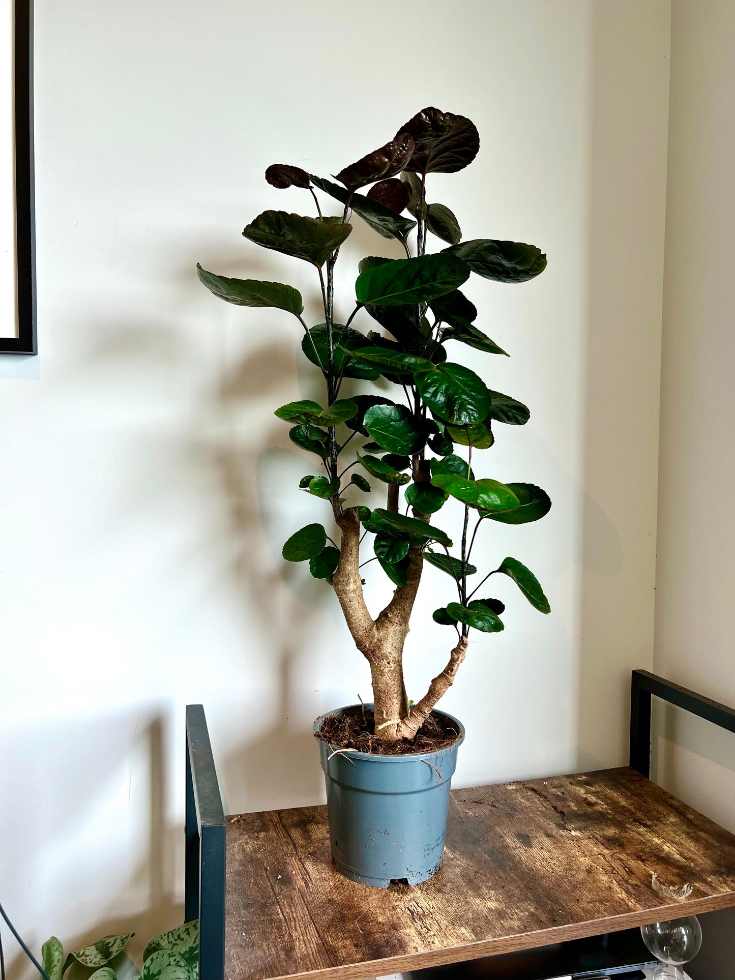 80cm Polyscias Fabian Tree (Ming Aralia)
