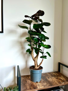 80cm Polyscias Fabian Tree (Ming Aralia)