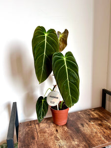 60cm Philodendron Melanochrysum