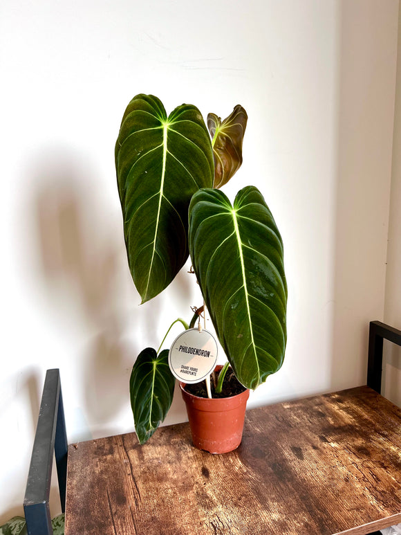 60cm Philodendron Melanochrysum