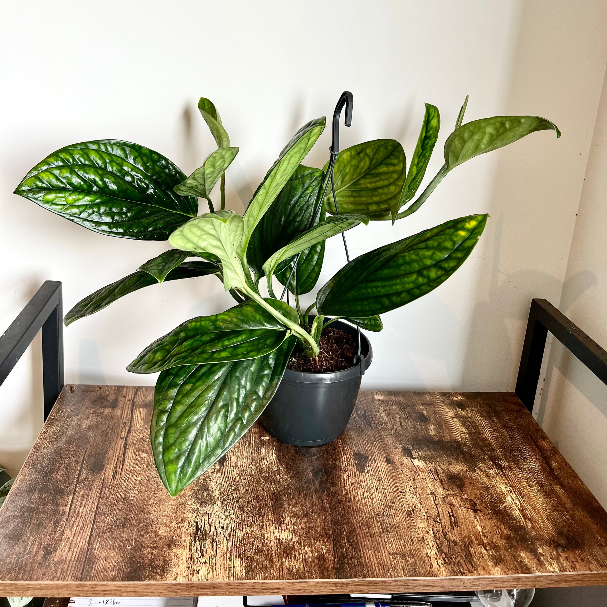 40cm Epipremnum Marble Planet (Devils Ivy)