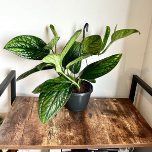 40cm Epipremnum Marble Planet (Devils Ivy)