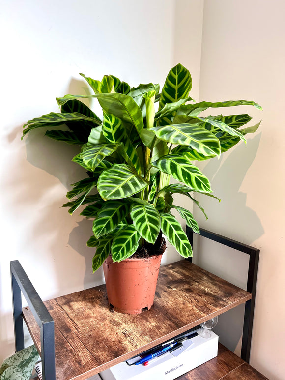 70cm Calathea Zebrina (Zebra Peacock Plant)